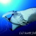 ray_manta_bro_b_h_0042_egy0136.jpg